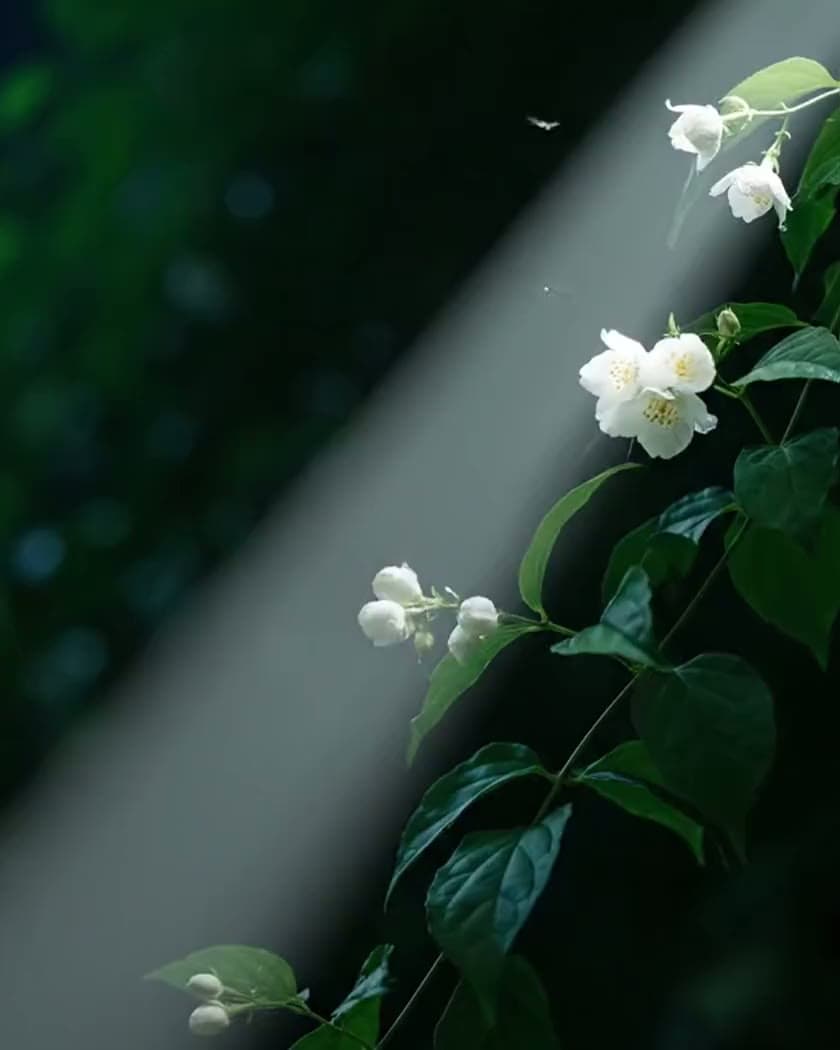 Night jasmine flowers dissolving into a glowing Florush jasmine bar
